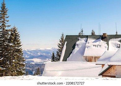 Green High Spruce Pine Trees And Vintage Old Retro Wooden Village Rural House Covered In Snow In Winter Forest In Mountains,nature. Calm Countryside. Home Residence In Coniferous Trees.Eco Concept