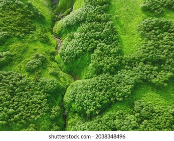 Green Hills With Trees And Fresh Green Grass. Aerial Top Down View. Summer Nature Abstract Background. Kamchatka, Russia