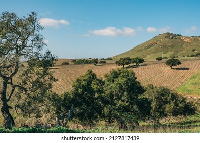 Green Hills And Vineyard Rows At A Winery In San Luis Obispo County, California Central Coast. Early Spring Season