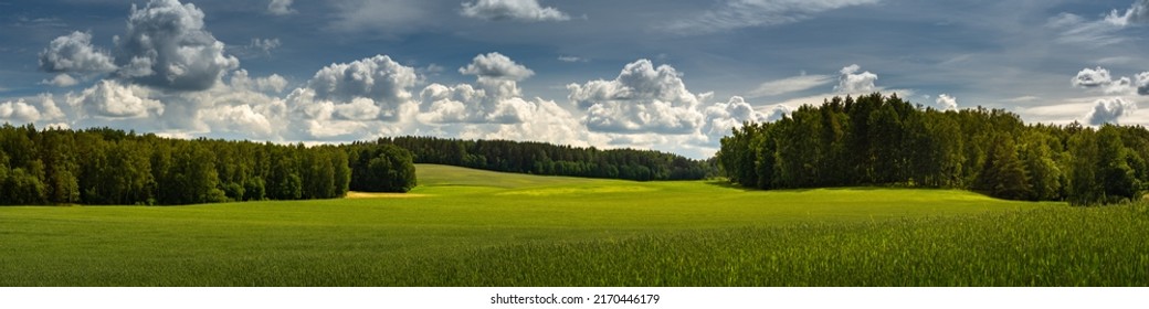green hilly field with forest belts under a blue cloudy sky. summer agricultural landscape. widescreen panoramic side view
