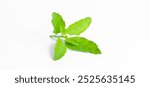 Green Holy Basil, Ocimum sanctum. Sweet Basil, Thai Basil on white background. Ocimum basilicum Linn.