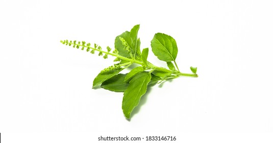 Green Holy Basil, Ocimum sanctum. Sweet Basil, Thai Basil on white background. Ocimum basilicum Linn.