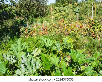 Green Home Garden On Backyard In Village With Zucchini And Tomato Beds On Sunny Summer Day