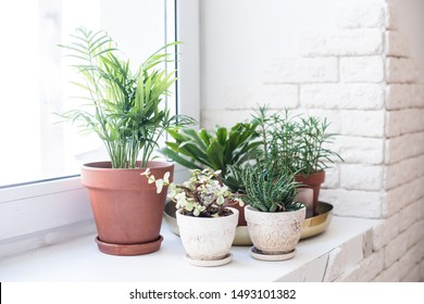 Green home houseplants on windowsill in real room interior, plants and succulents