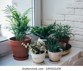 Green home houseplants on windowsill in real room interior, plants and succulents - Shutterstock ID 1493101439
