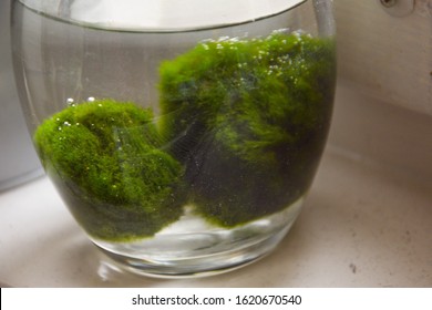 Green Home Plant Nature Close Up Underwater Plant Seaweed Ball Cladophora On White Desk Background