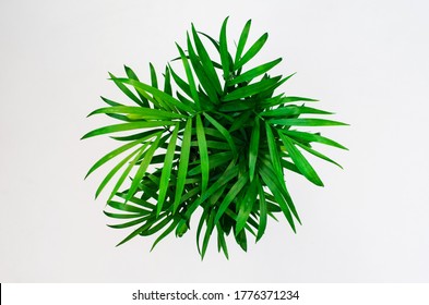 Green Home Plant In A Pot Top View On A White Background