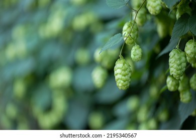 Green Hop Cones Plantation Background. The Key Ingredient For The Brewery.