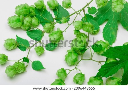 Green hop leaves and fruits, hop cones isolated