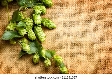 Green Hop on burlap texture. Plant of hop with leaves and whole cones  close-up.  Brewing beer ingredients. Brewery concept. Retro and vintage toned. Shabby sack linen texture background. Your text