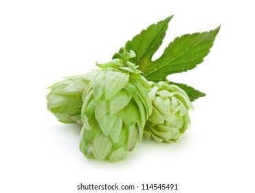 Green Hop Plant Isolated On White