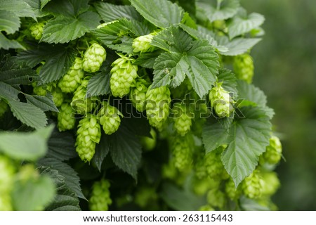 Green hops