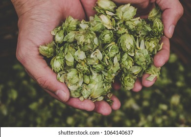 Green hops for beer. Man holding green hop cones. - Shutterstock ID 1064140637