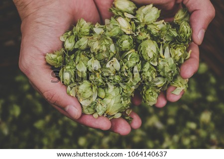 Green hops for beer. Man holding green hop cones.