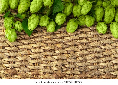 Green Hops Cones On Wicker Rustic Panel With Copy Space. Brewery Ingredients. Oktoberfest Concept Background.