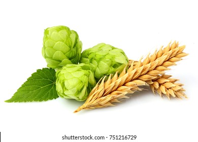 Green hops, ears of barley and wheat grain.Isolated closeup on white background. - Shutterstock ID 751216729
