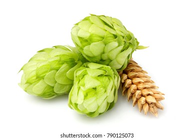 Green Hops, Ears Of Barley And Wheat Grain.Isolated Closeup On White Background.