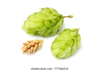 Green Hops And Ears Of Barley.Isolated Closeup On White Background.