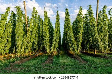 Green hops field. Fully grown hop bines. Hops field in Bavaria Germany. Hops are main ingredients in Beer production - Shutterstock ID 1684987744