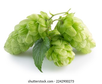 green hops isolated on a white background - Shutterstock ID 2242900273