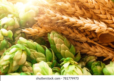 Green hops, malt, ears of barley and wheat grain, ingredients to make beer and bread, agricultural background