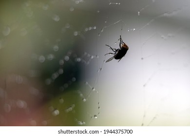 Green Hornet Stuck In Spider Web 