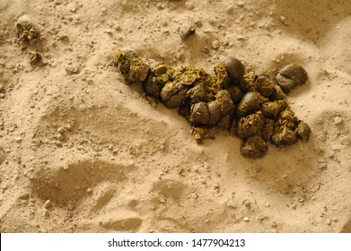 1,443 Horse feces Images, Stock Photos & Vectors | Shutterstock