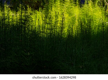 Green Horse Tail Plant Growing In Oaxaca Mexico