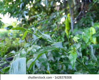 Green Hot Pepper That Is Still Young And Very Small. This Chilli Variety Is Called 