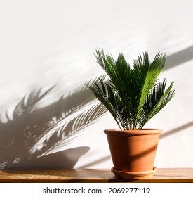 Green House Plant; Flower Cycas Revoluta, Cycad, Japanese Sago Palm Tree, In A Terracotta Pot On Shabby Chic, Grungy, Wooden Surface. Isolated On A White Background, Plant Shadow, Copyspace.