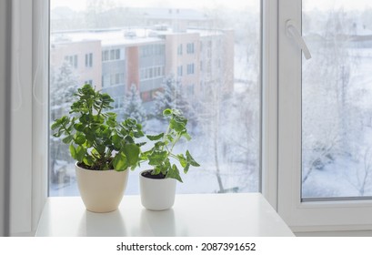 Green House Plants By Window In Winter