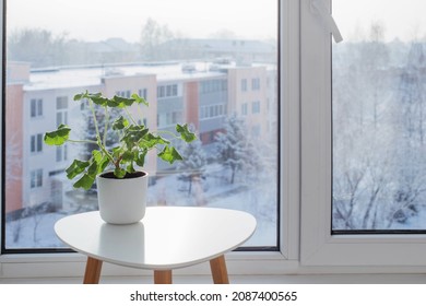 Green House Plants By Window In Winter