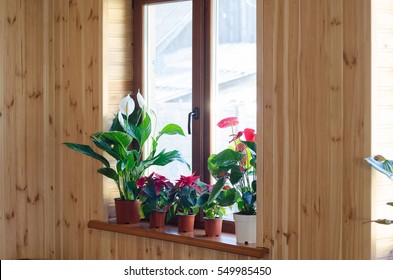 Green House Plants On Big Wooden Window