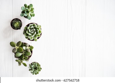 Green house plants potted, succulentson clean white wooden backg