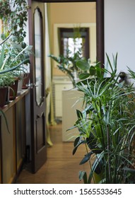 Green House Plants In A Village House
