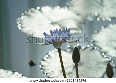 Similar – Image, Stock Photo waiting for spring Flower