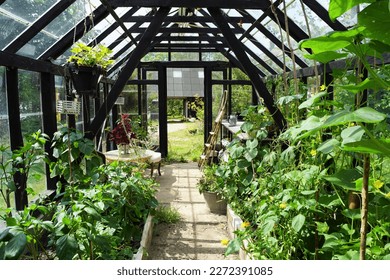 A green house with tomatoes, cucumber, chili and other plants - Powered by Shutterstock