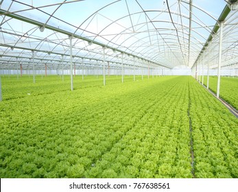 Green House And Green Vegetable