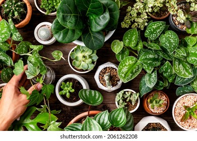 Green houseplant background for plant lovers - Shutterstock ID 2061262208