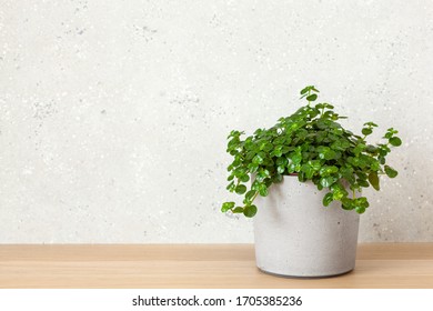 Green Houseplant Pilea Depressa In Concrete Flowerpot