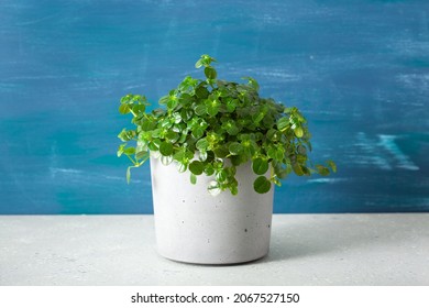 Green Houseplant Pilea Depressa In Concrete Flowerpot