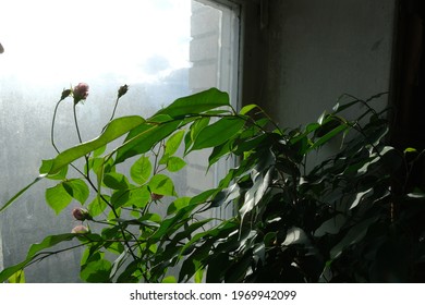 Green Houseplants By A Muddy Window.