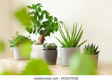 green houseplants cactus succulent aloe vera, gasteria duval, pilea depressa, parodia warasii, ficus