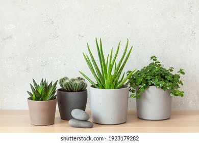Grüne Hauspflanzen Kaktus succulent Aloe Vera, Gasteria duval, Pilea Depressa, Parodia warasis