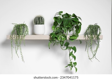 Green houseplants in pots on wooden shelf near white wall - Powered by Shutterstock