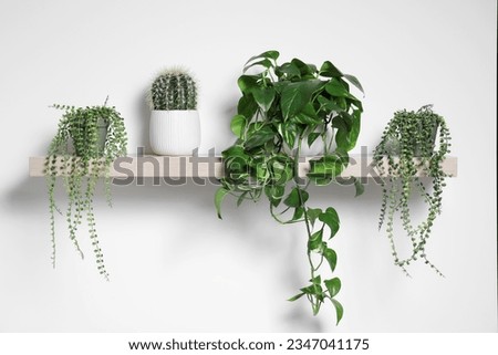 Green houseplants in pots on wooden shelf near white wall