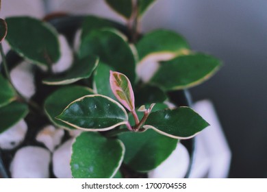 Green Hoya Houseplant Closeup With New Growth