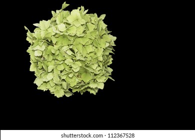 Green Hydrangea