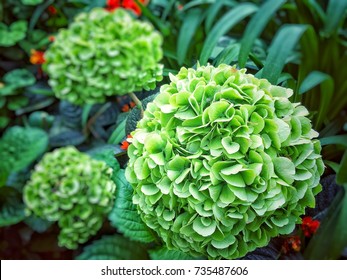 Green Hydrangea