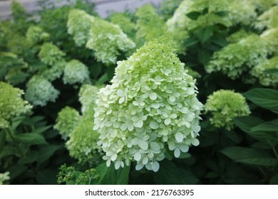 Green Hydrangea Paniculata Limelight In Green Garden